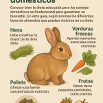 a poster with text and pictures of a rabbit